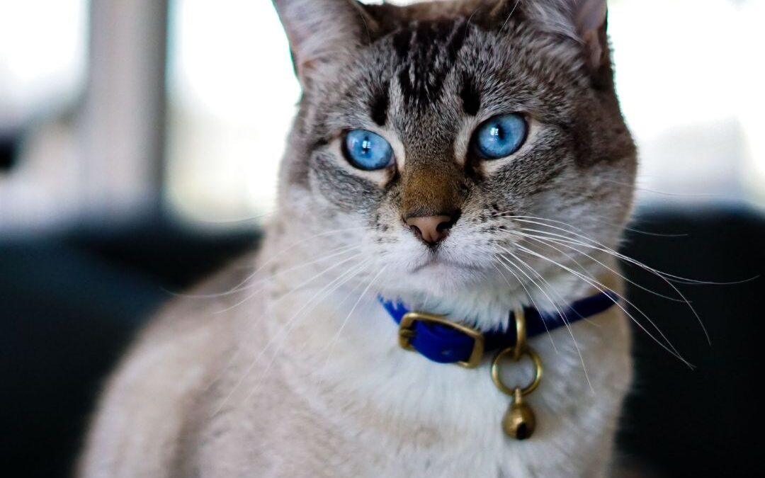 A blue eyes cat