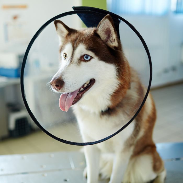 a dog with a cone around its neck