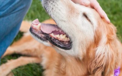 10 Ways to Help an Arthritic Dog
