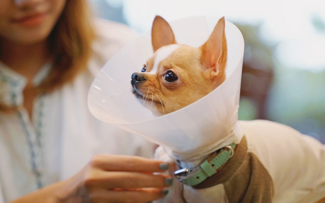 a dog wearing a cone on its head