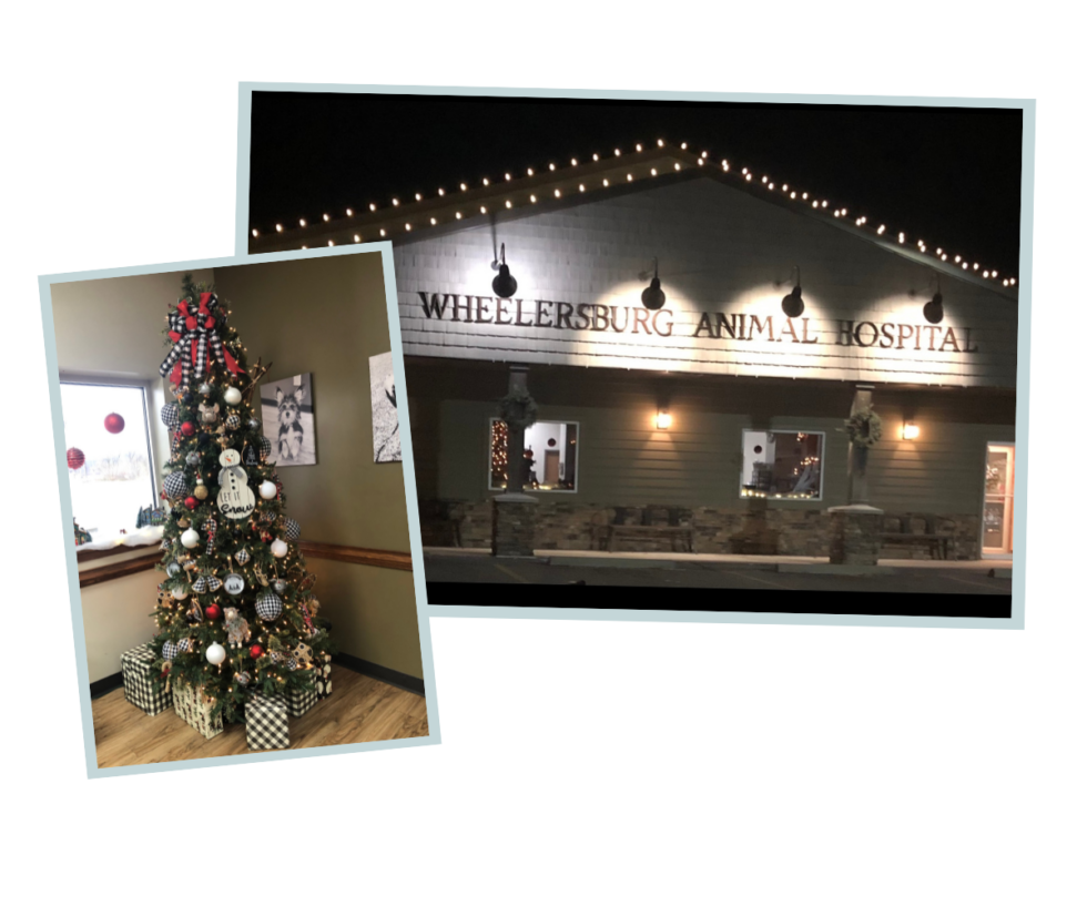 Best Veterinary Hospital In Wheelersburg, OH 45694 Wheelersburg