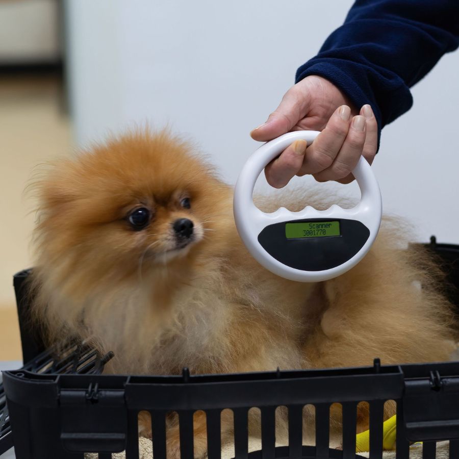 Veterinarian checking dog's microchip implant 