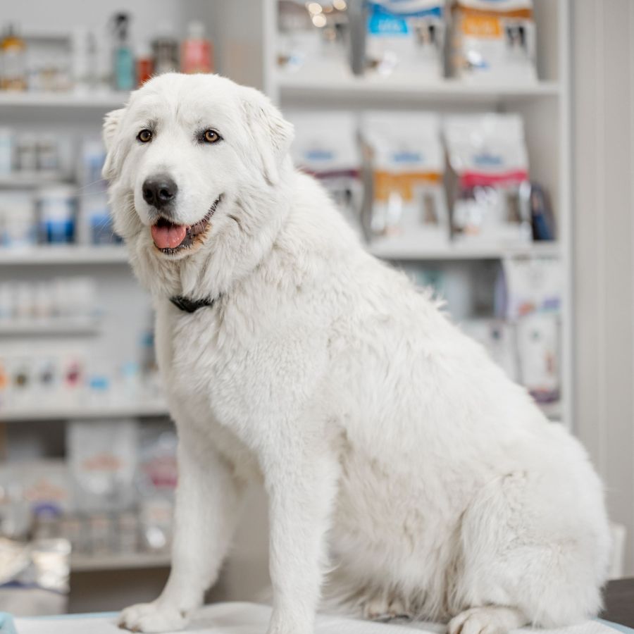 A white dog sitting on a table