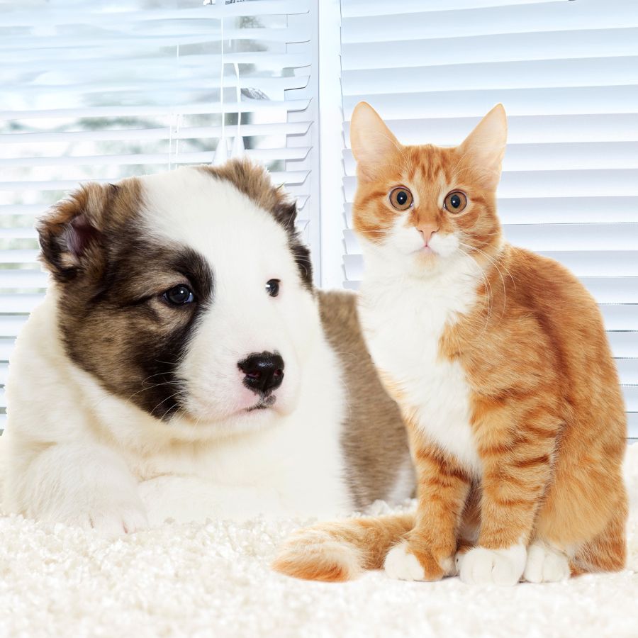 little puppy and kitten