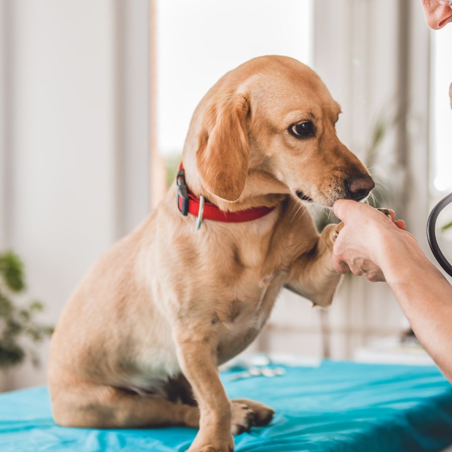 Pet Pain Management A dog receiving a routine physical exam
