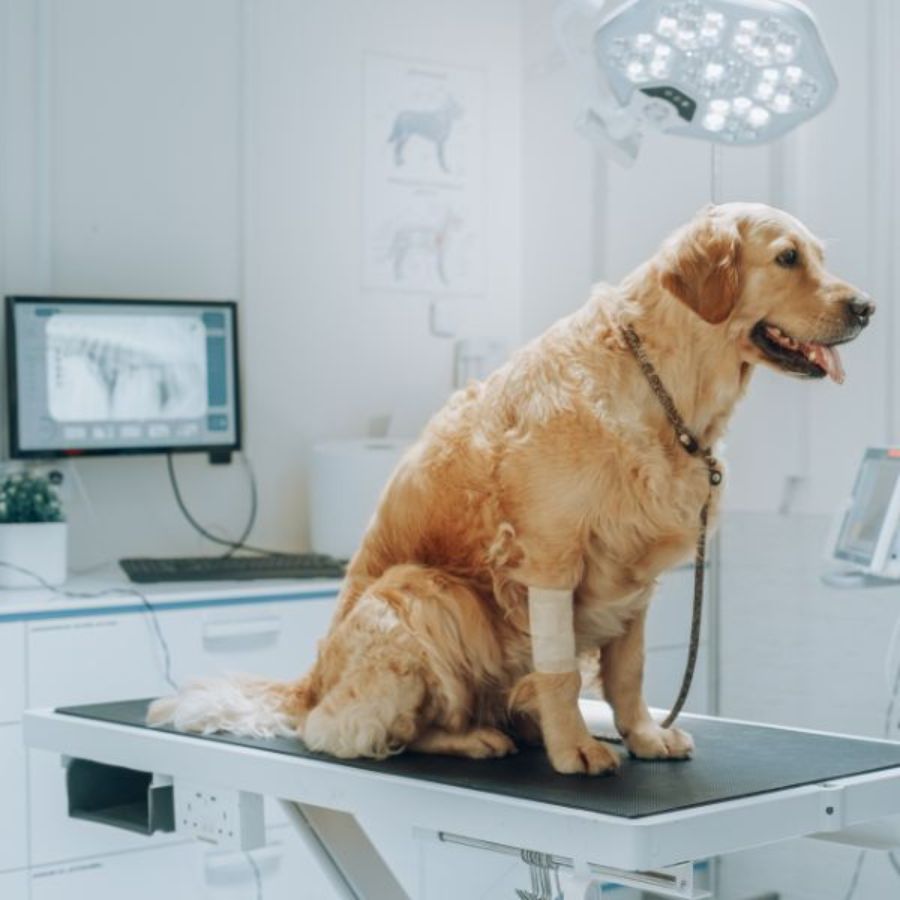Pet Radiology Service Golden Retriever sitting on an examination table