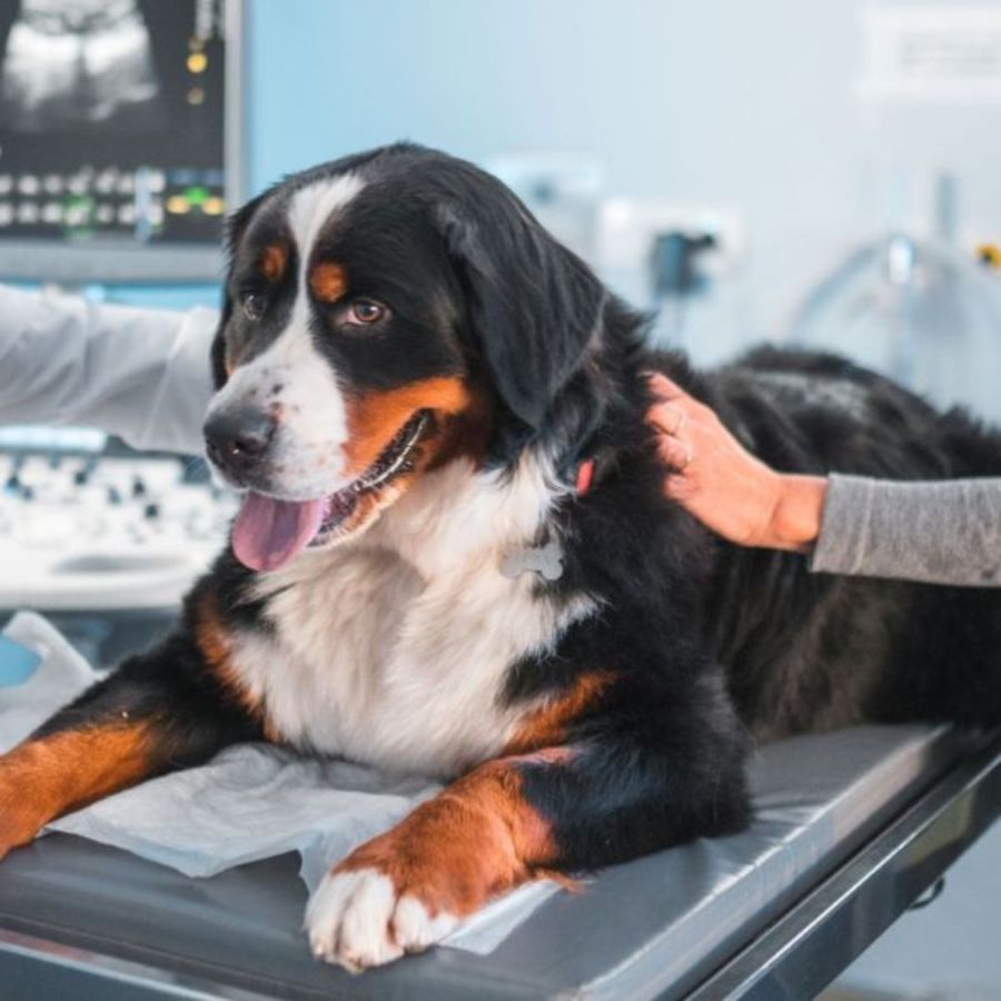 Pet Ultrasound Bernese Mountain Dog receiving an ultrasound