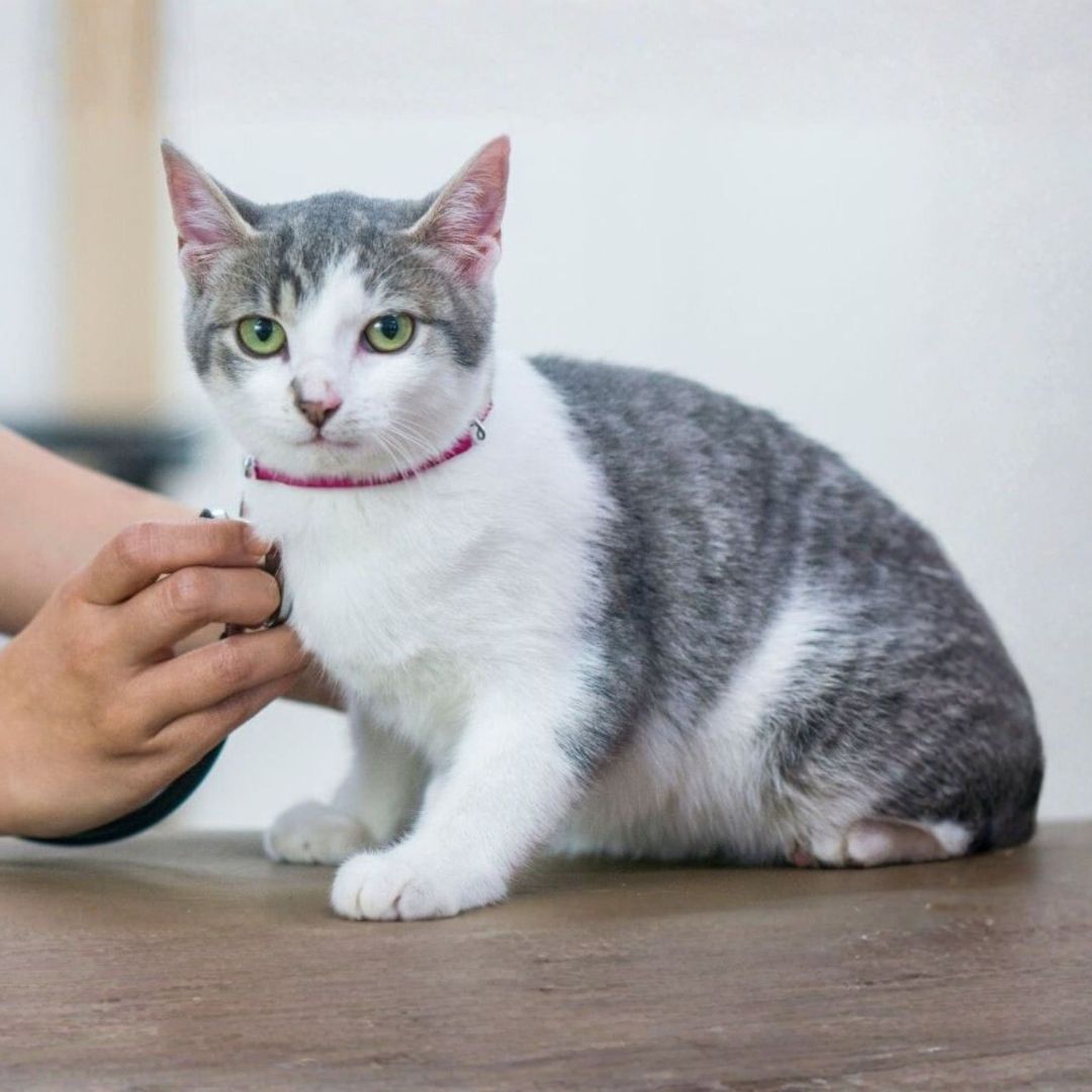 Pet Wellness Exam A grey and white cat receiving a veterinary exam