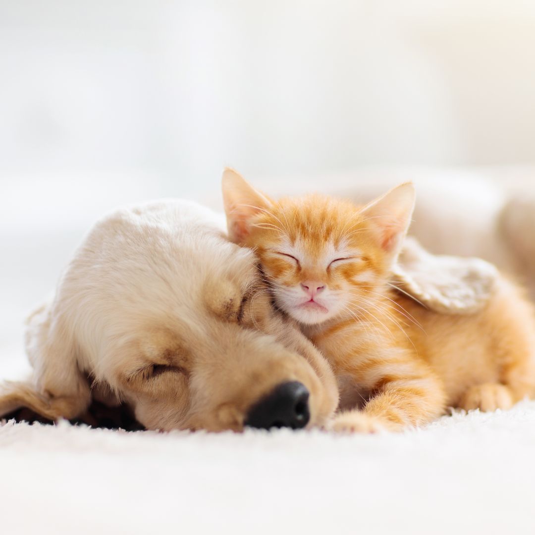 puppy-kitten puppy and kitten snuggling together