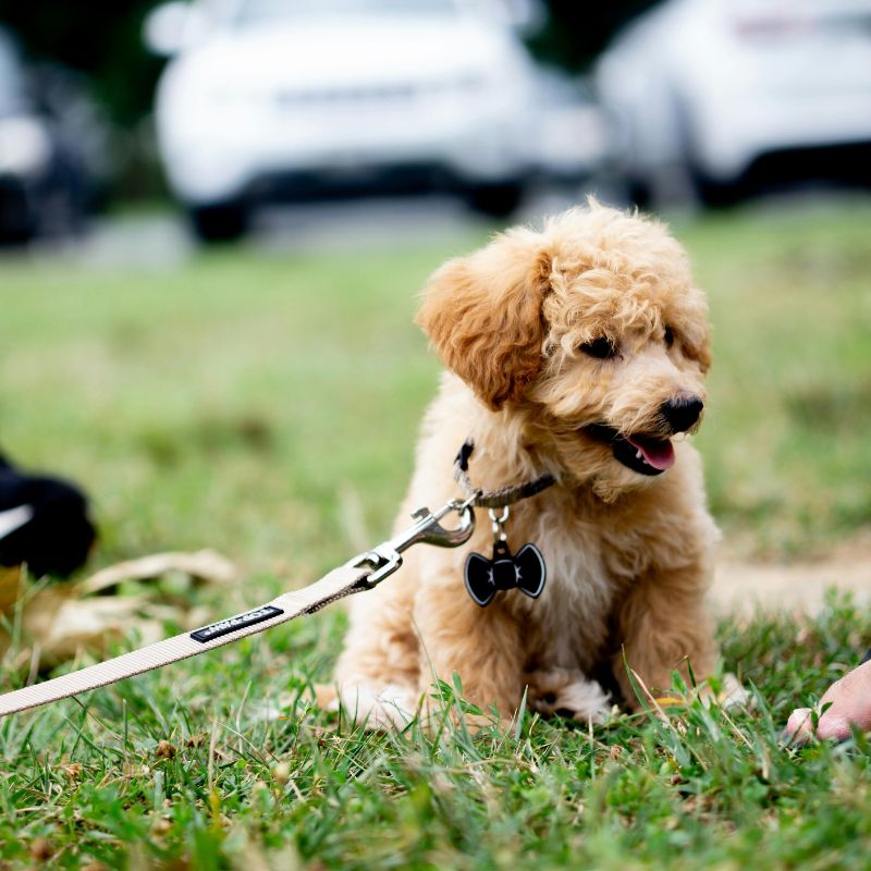 puppy-training Fluffy puppy with a curly coat sits on grass